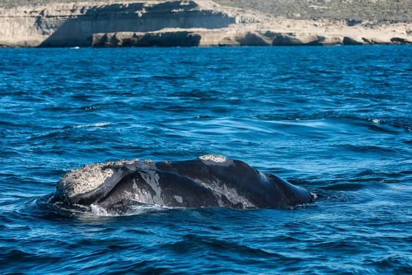 Baleine Noire Sohutern Respirant Péninsule Valdes Patagonie Argentine — Photo