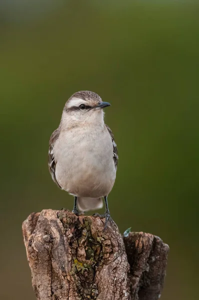 Λευκό Mokingbird Περιβάλλον Δάσους Calden Δάσος Παταγονίας Αργεντινή — Φωτογραφία Αρχείου