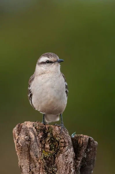 Mokingbird Banda Blanca Entorno Del Bosque Calden Bosque Patagonia Argentina — Foto de Stock