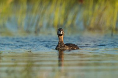 Beyaz tüylü balina yağı, La Pampa, Patagonya, Arjantin