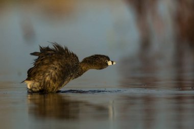 Beyaz tüylü balina yağı, La Pampa, Patagonya, Arjantin