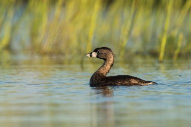 Beyaz tüylü balina yağı, La Pampa, Patagonya, Arjantin