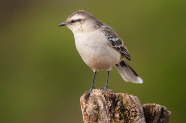 Calden Ormanı 'nda beyaz kuşaklı alaycı kuş, Patagonya Ormanı, Arjantin.