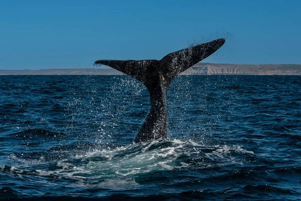 Sohutern Queue Baleine Noire Espèces Menacées Patagonie Argentine — Photo