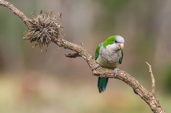 stock image Parakeet perched on a branch of Calden , La Pampa, Patagonia, Argentina