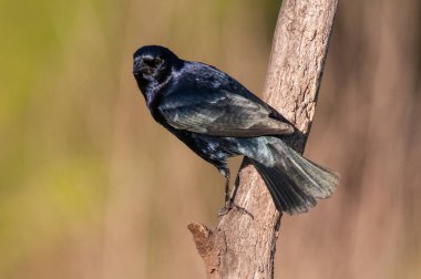 Calden Ormanı çevresindeki parlak inek kuşu, La Pampa Eyaleti, Patagonya, Arjantin.