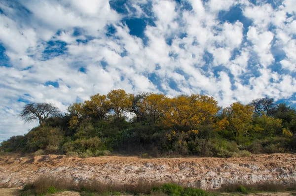 Деревья Лесу Кальден Цветущие Весной Пампа Аргентина — стоковое фото
