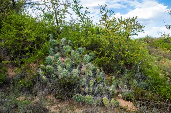 Cactus Calden Forest Environment Pampa Province Patagonia Argentina —  Fotos de Stock