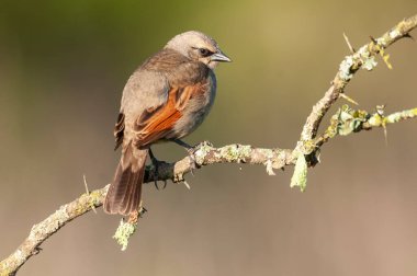 Calden Ormanı 'nda Bay winged Cowbird, La Pampa Eyaleti, Patagonya, Arjantin.