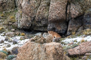 Puma dağda yürüyor, Torres del Paine Ulusal Parkı, Patagonya, Şili.