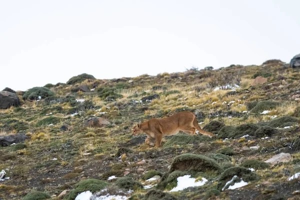 Puma Vandring Bergsmiljö Torres Del Paine National Park Patagonien Chile — Stockfoto
