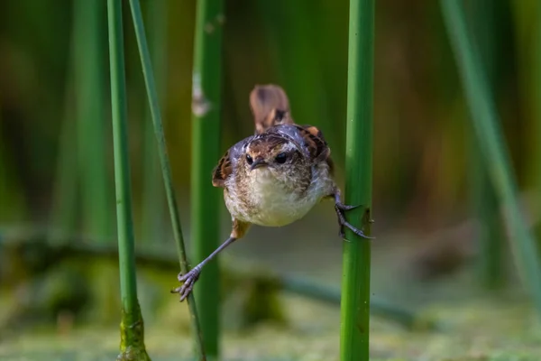 Wren Jako Rushbird Bažinatém Prostředí Patagonia Argentina — Stock fotografie