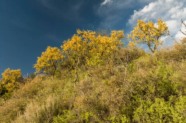 Chaarbäume Caldener Wald Blühen Frühling Pampa Argentinien — Stockfoto