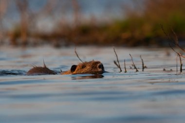 Coipo, Myocastor coypus, La Pampa Eyaleti, Patagonya, Arjantin.