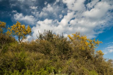 Calden ormanındaki Chaar ağaçları, baharda çiçek açtı, La Pampa, Arjantin