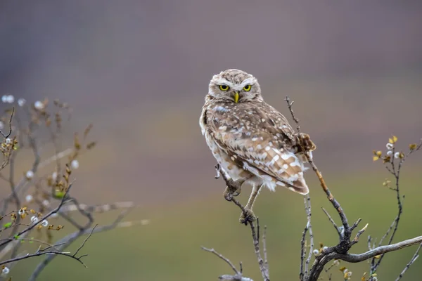 Burrowing Owl Perched Pampa Province Patagonia Argentina — Stock Photo, Image