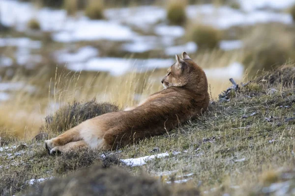 Puma Walking Mountain Environment Torres Del Paine National Park Patagonia — 图库照片
