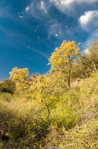 Chaar Tree Calden Forest Blommade Ren Pampa Argentina — Stockfoto