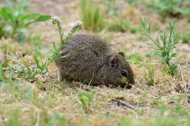 Desert Cavi, Lihue Calel Ulusal Parkı, La Pampa Eyaleti, Patagonya, Arjantin