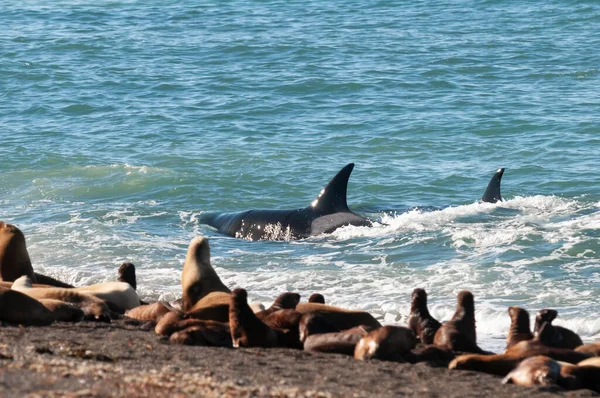 Katil Balina Orca Deniz Aslanı Avlıyor Yarımada Valdes Patagonya Arjantin — Stok fotoğraf