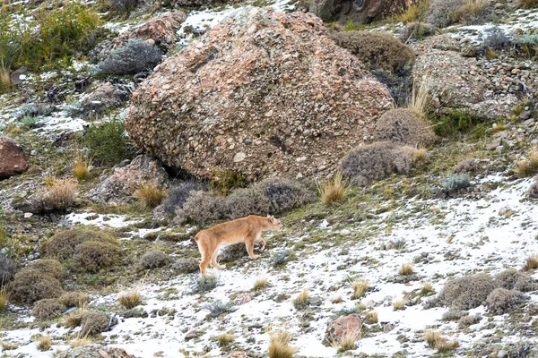 Puma Walking Mountain Environment Torres Del Paine National Park Patagonia — Stock Photo, Image