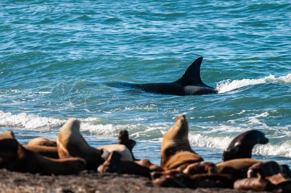 Baleia Assassina Orca Caçando Leões Marinhos Península Valdes Patagônia Argentina — Fotografia de Stock