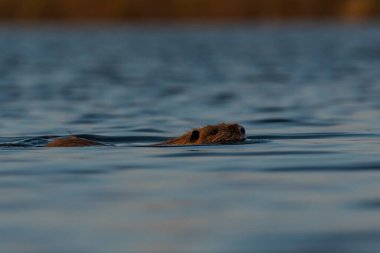 Coipo, Myocastor coypus, La Pampa Eyaleti, Patagonya, Arjantin.