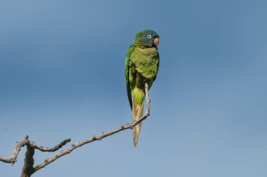 Blue Crown Parakeet, La Pampa Eyaleti, Patagonya, Arjantin