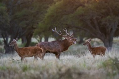 La Pampa 'da kızıl geyik, Arjantin, Parque Luro, Doğa Koruma Alanı
