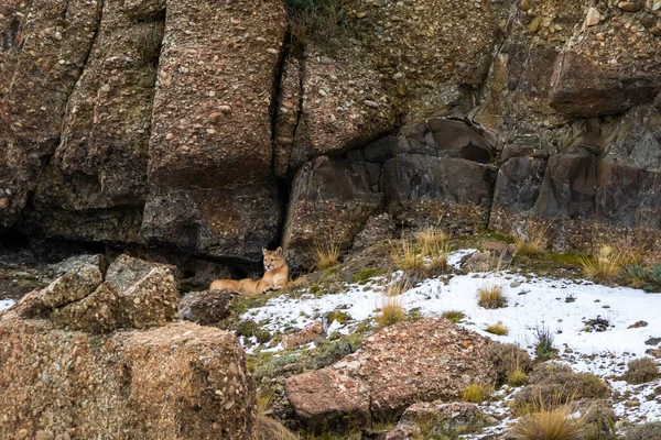 Puma Caminhando Ambiente Montanha Parque Nacional Torres Del Paine Patagônia — Fotografia de Stock