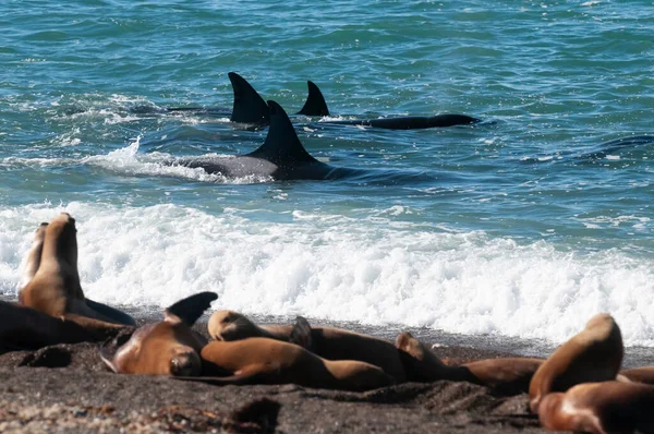 猎杀鲸鱼 奥尔卡 猎杀海狮 半岛山谷 巴塔哥尼亚阿根廷 — 图库照片