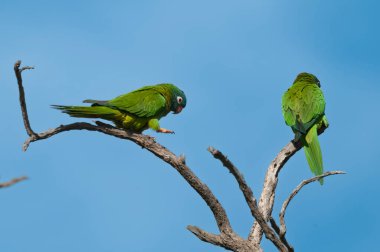 Blue Crown Parakeet, La Pampa Eyaleti, Patagonya, Arjantin