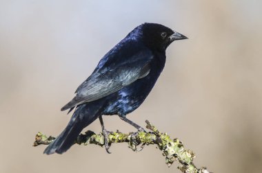 Calden Ormanı çevresindeki parlak inek kuşu, La Pampa Eyaleti, Patagonya, Arjantin.