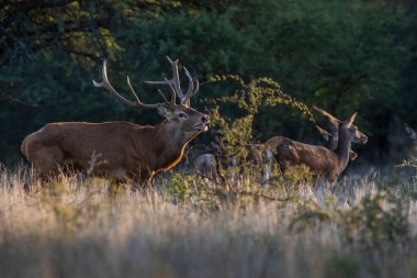 La Pampa 'da kızıl geyik, Arjantin, Parque Luro, Doğa Koruma Alanı