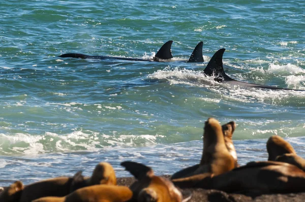 Killer Whale Orca Polowanie Lwy Morskie Półwysep Valdes Patagonia Argentina — Zdjęcie stockowe