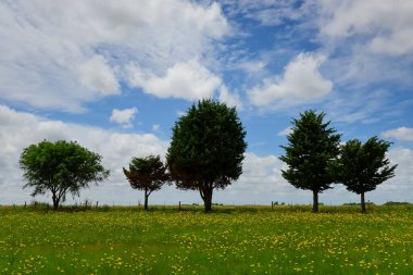 Çam ağacı manzarası, La Pampa Eyaleti, Patagonya, Arjantin.