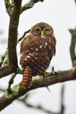 Ferruginous Pygme baykuşu, Glaucidium brasilianum, Calden Ormanı, La Pampa Eyaleti, Patagonya, Arjantin.