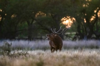 La Pampa 'da kızıl geyik, Arjantin, Parque Luro, Doğa Koruma Alanı
