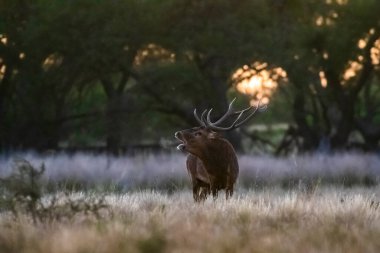 Red deer in La Pampa, Argentina, Parque Luro, Nature Reserve clipart