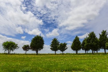Çam ağacı manzarası, La Pampa Eyaleti, Patagonya, Arjantin.