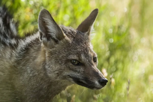 stock image Pampas Grey fox, La Pampa, Patagonia, Argentina.