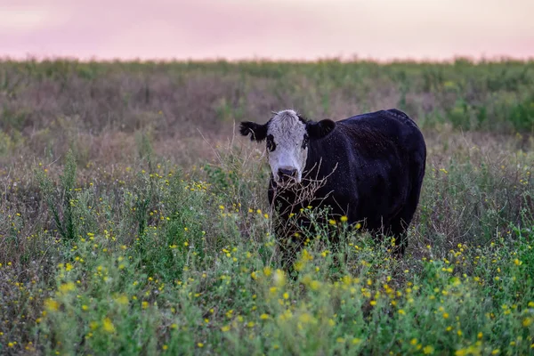 Корови Пасуться Полі Рівнині Пампас Аргентина — стокове фото