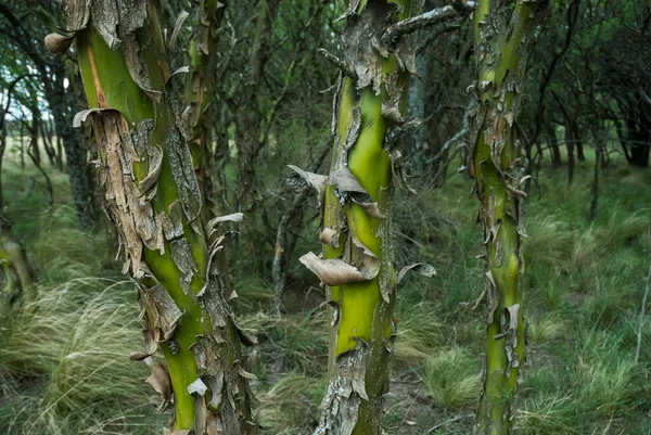 Calden Ormanındaki Chaar Ağacı Baharda Çiçek Açtı Pampa Arjantin — Stok fotoğraf