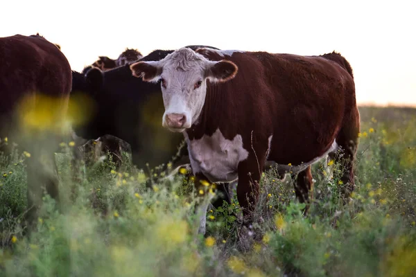 Коровы Пасутся Поле Равнине Пампас Аргентина — стоковое фото