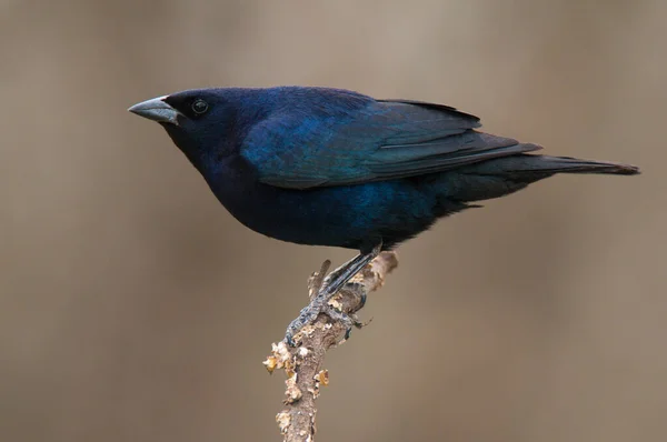 Shiny Cowbird Calden Forest Environment Pampa Province Patagonia Argentina — Stock Photo, Image