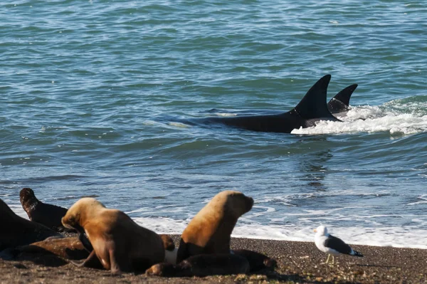 Katil Balina Orca Deniz Aslanı Avlıyor Yarımada Valdes Patagonya Arjantin — Stok fotoğraf
