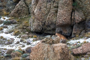Puma dağda yürüyor, Torres del Paine Ulusal Parkı, Patagonya, Şili.