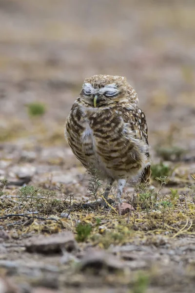Burrowing Owl Perched Pampa Province Патагония Аргентина — стоковое фото