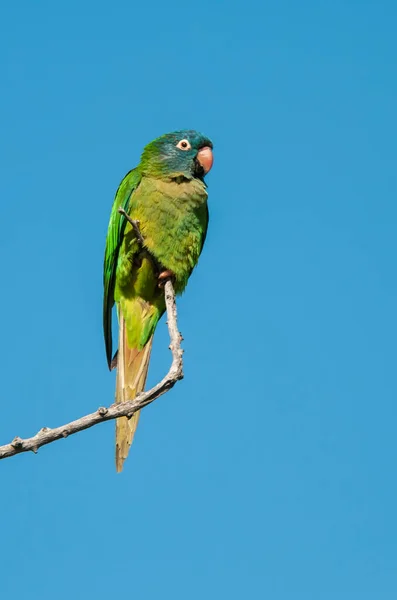 stock image Blue crowned Parakeet,  La Pampa Province, Patagonia, Argentina