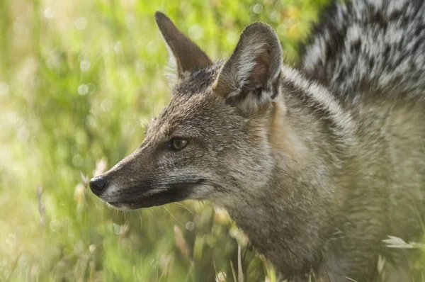 stock image Pampas Grey fox, La Pampa, Patagonia, Argentina.